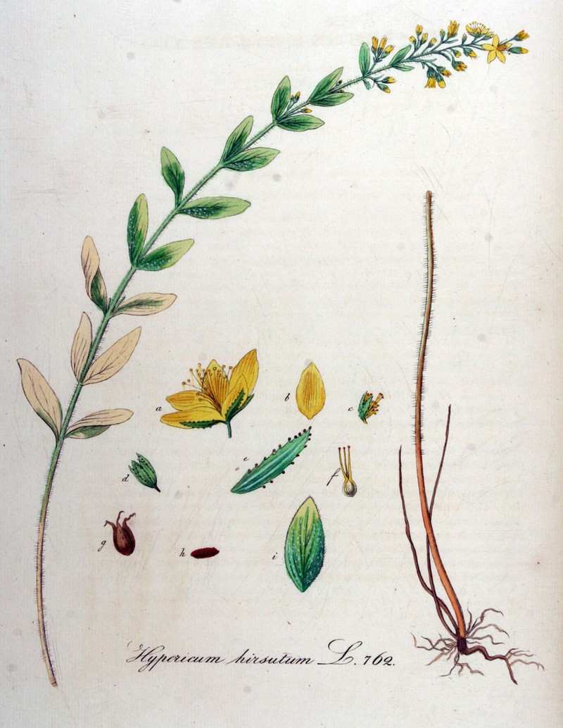 Hypericum hirsutum photo 2