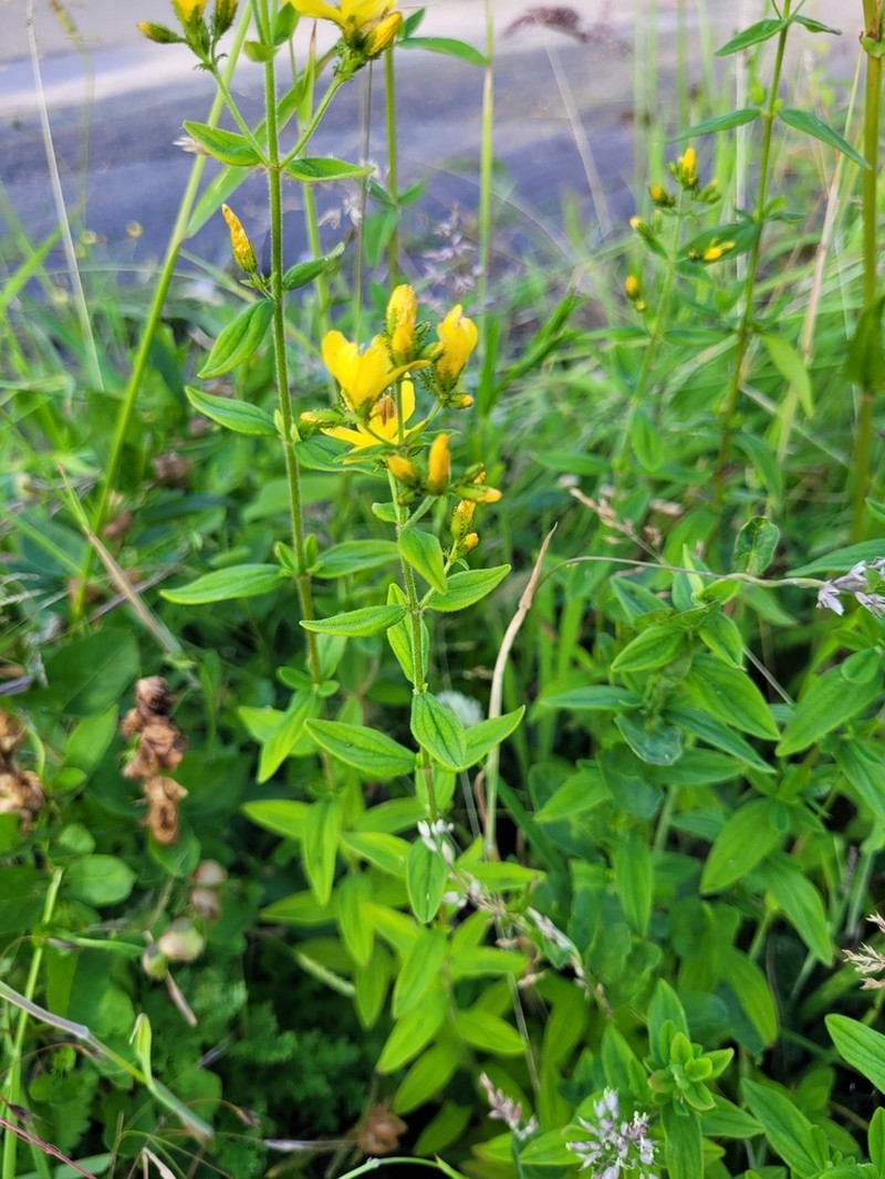 Hypericum hirsutum photo 3