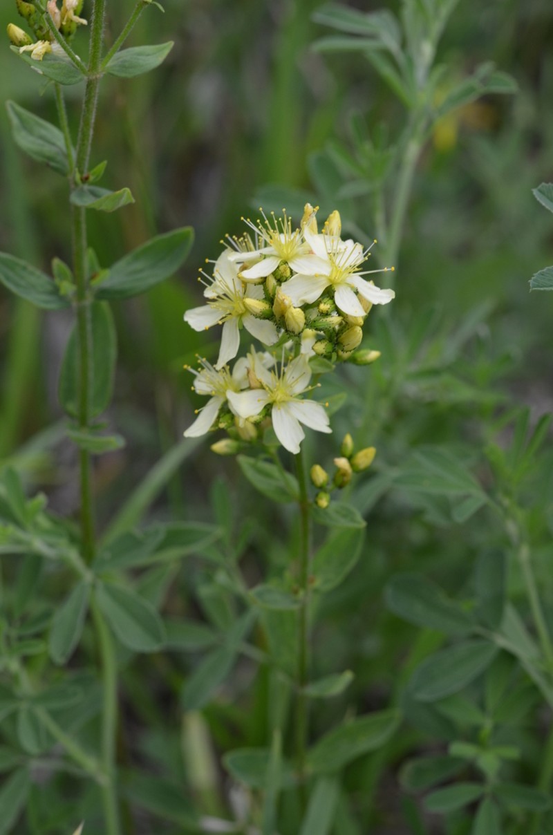 Hypericum hirsutum photo 4