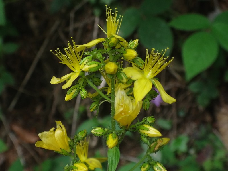 Hypericum hirsutum photo 5