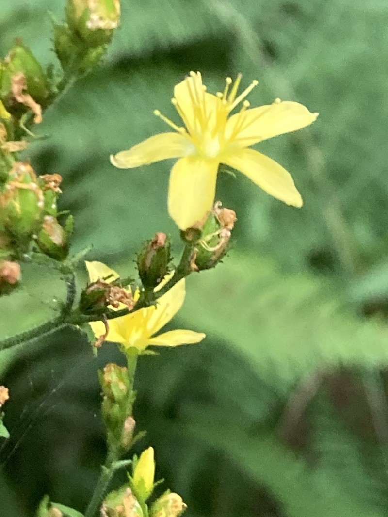 Hypericum hirsutum photo 6