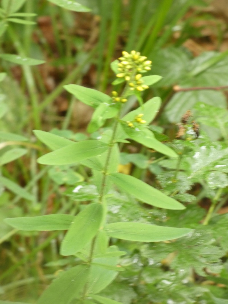 Hypericum hirsutum photo 7