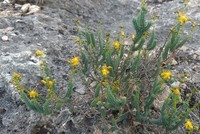Hypericum hispanicum