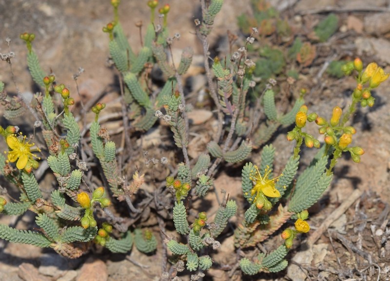 Hypericum hispanicum photo 2