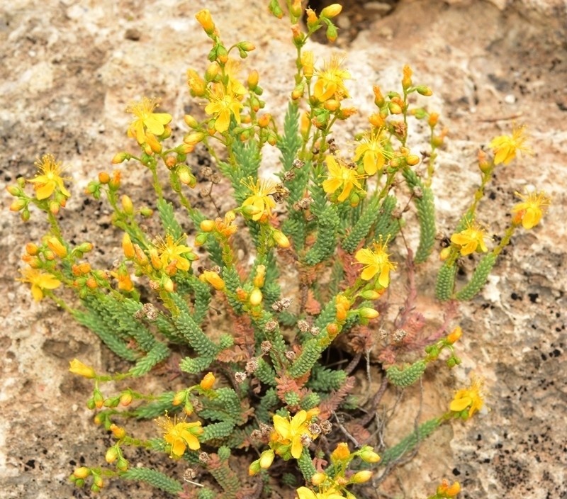 Hypericum hispanicum photo 3