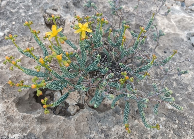 Hypericum hispanicum photo 4