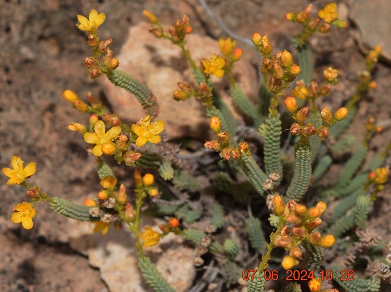 Hypericum hispanicum photo 5