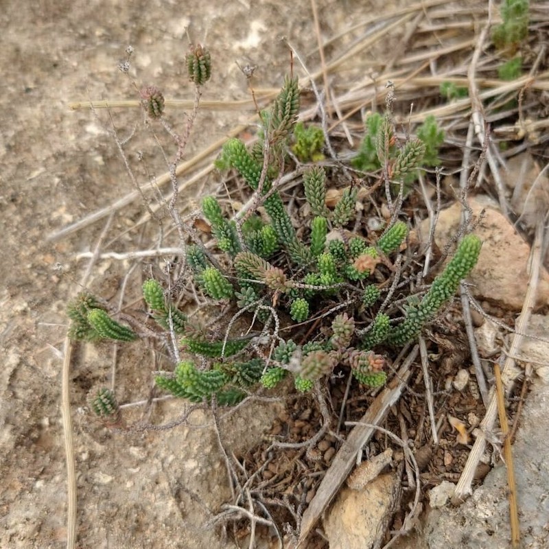 Hypericum hispanicum photo 6