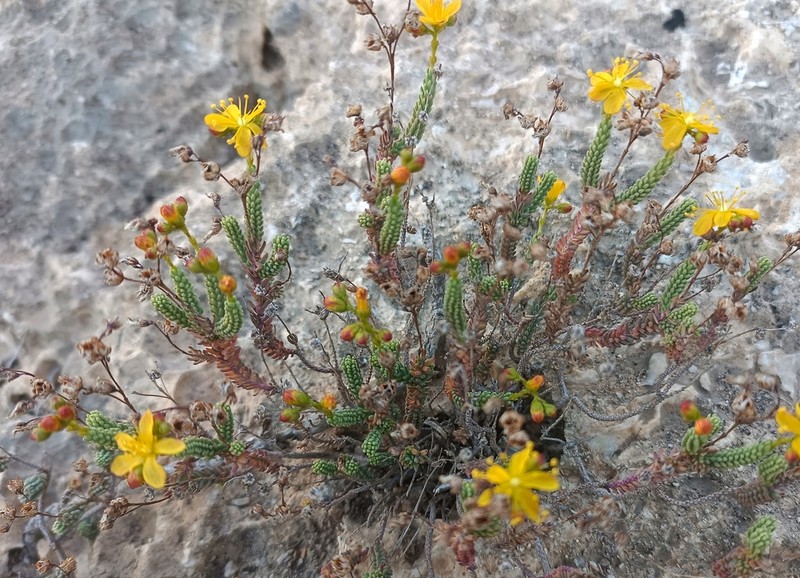 Hypericum hispanicum photo 7