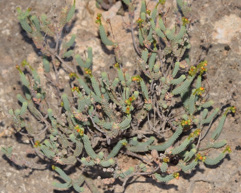 Hypericum hispanicum photo 8