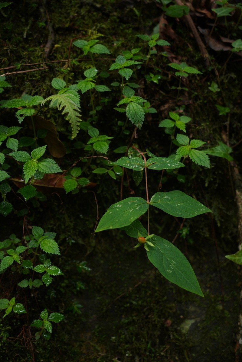 Hooker's St. Johnswort photo 2