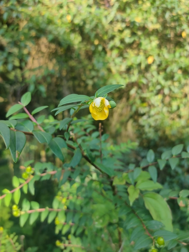 Hooker's St. Johnswort photo 3