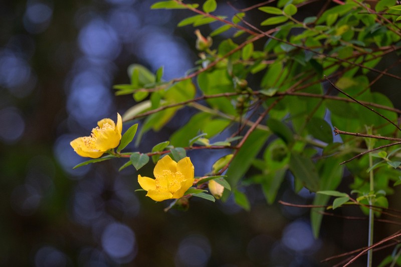 Hooker's St. Johnswort photo 4