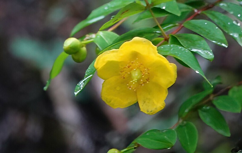 Hooker's St. Johnswort photo 5