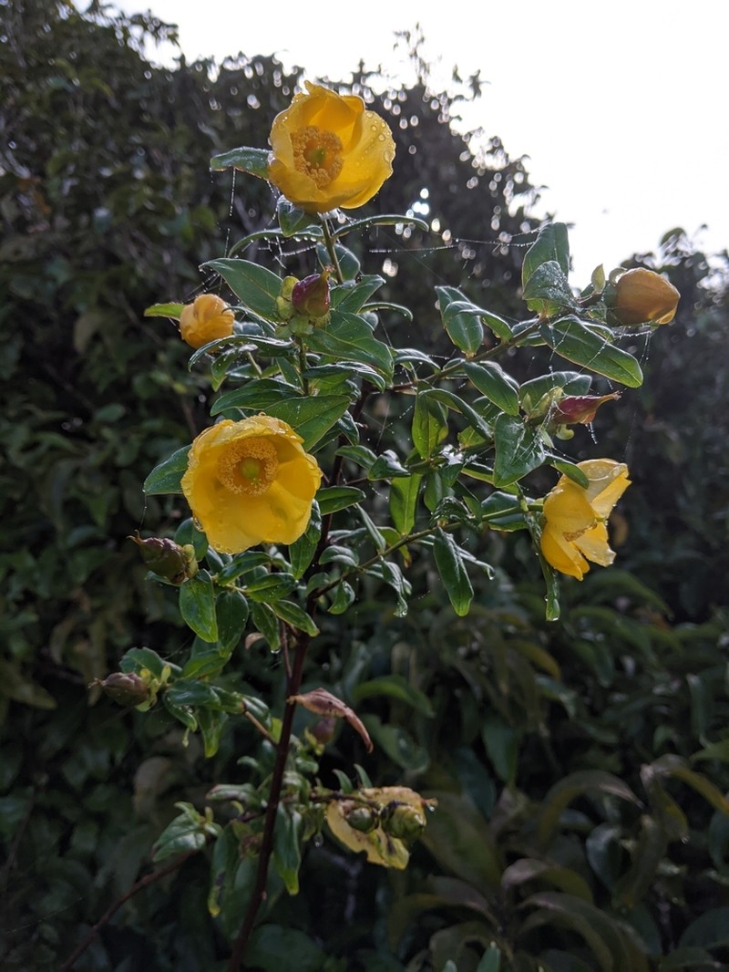 Hooker's St. Johnswort photo 6
