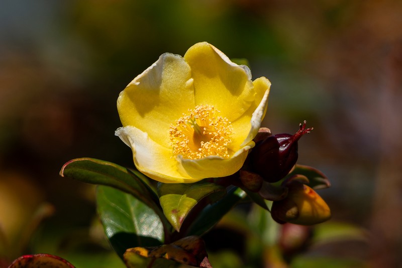 Hooker's St. Johnswort photo 7