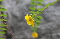 Hooker's St. Johnswort