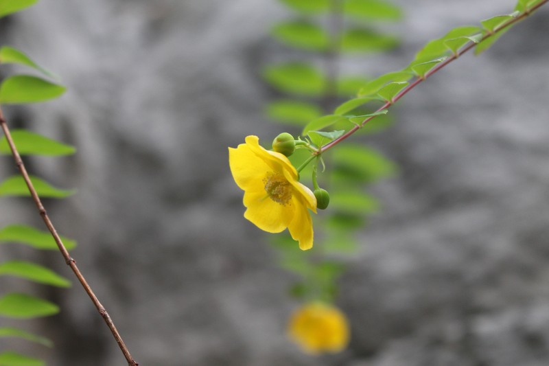Hooker's St. Johnswort
