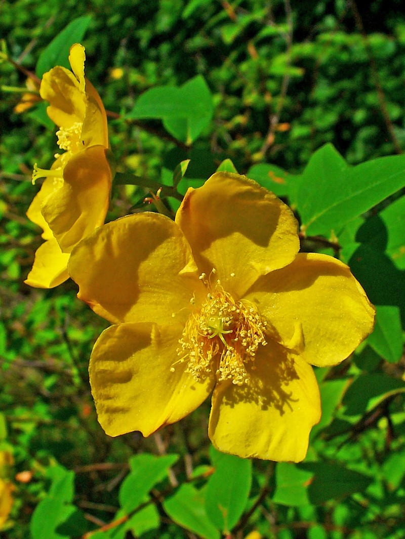 Hooker's St. Johnswort photo 2