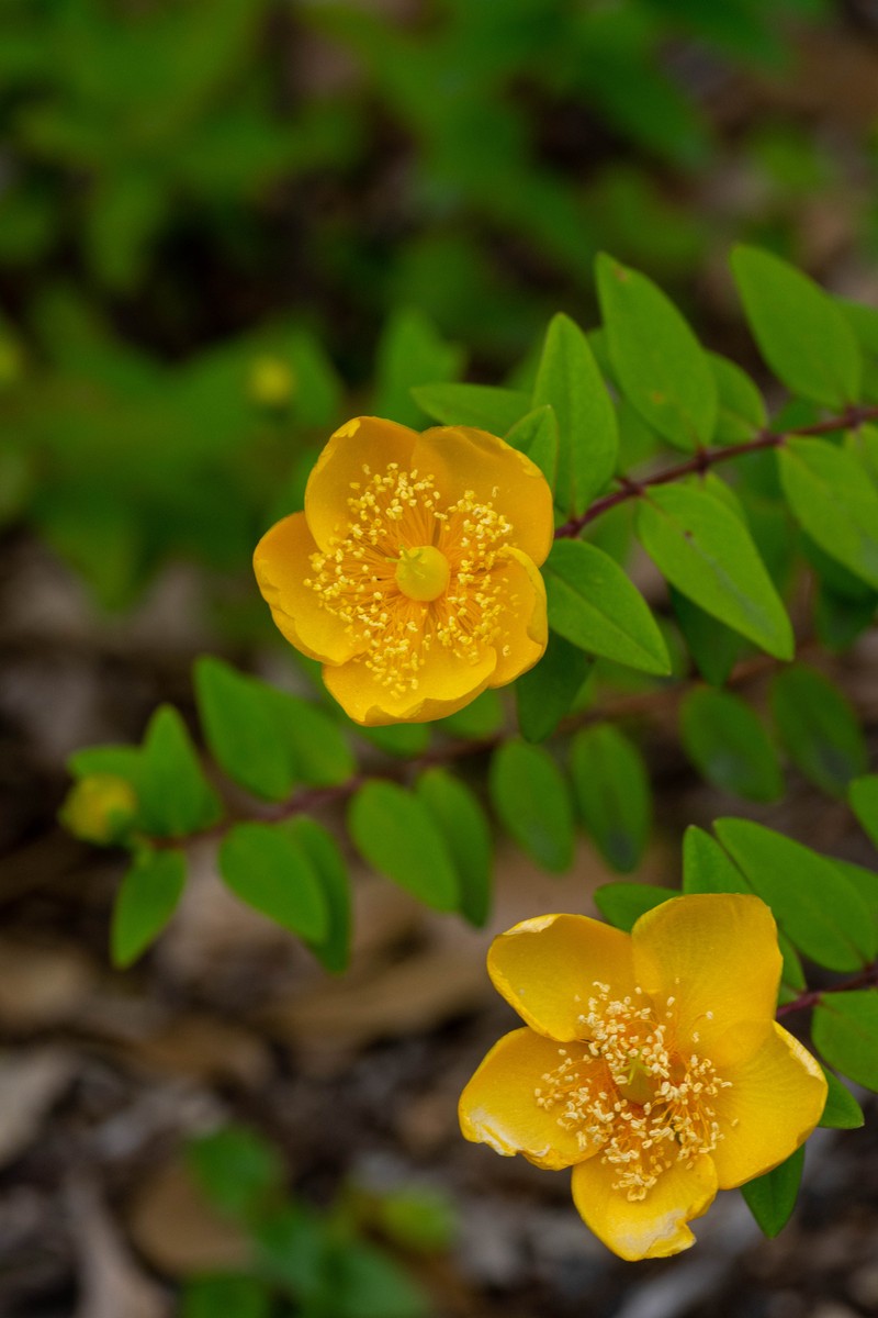 Hooker's St. Johnswort photo 3