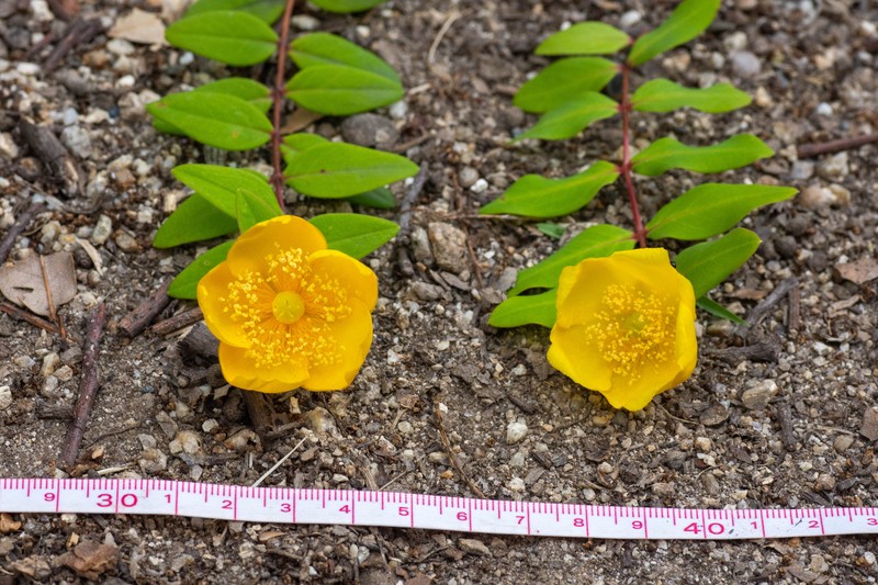 Hooker's St. Johnswort photo 4
