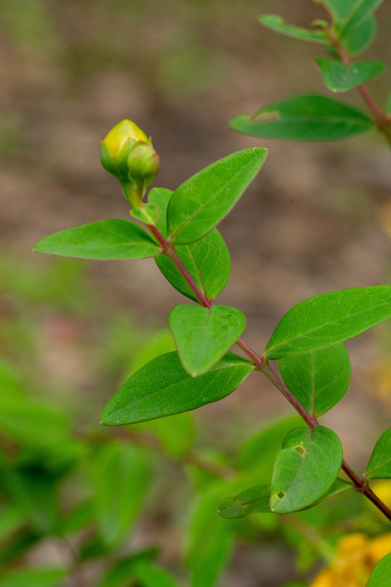 Hooker's St. Johnswort photo 5