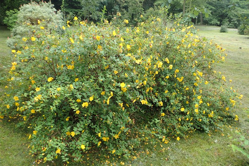 Hooker's St. Johnswort photo 6