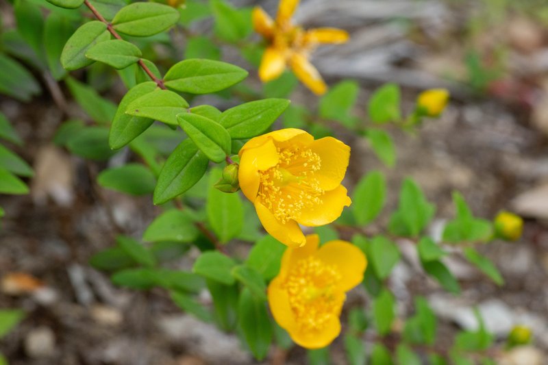 Hooker's St. Johnswort photo 7