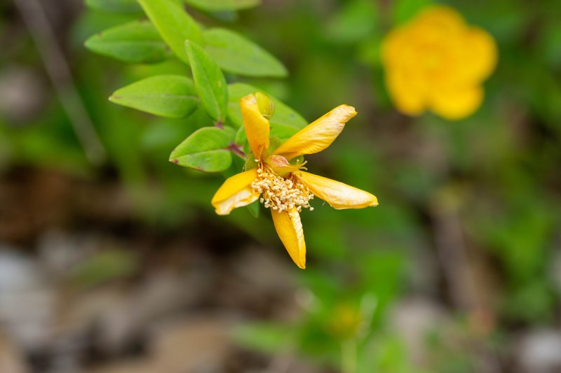 Hooker's St. Johnswort photo 8