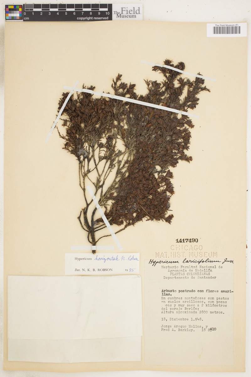 Hypericum horizontale