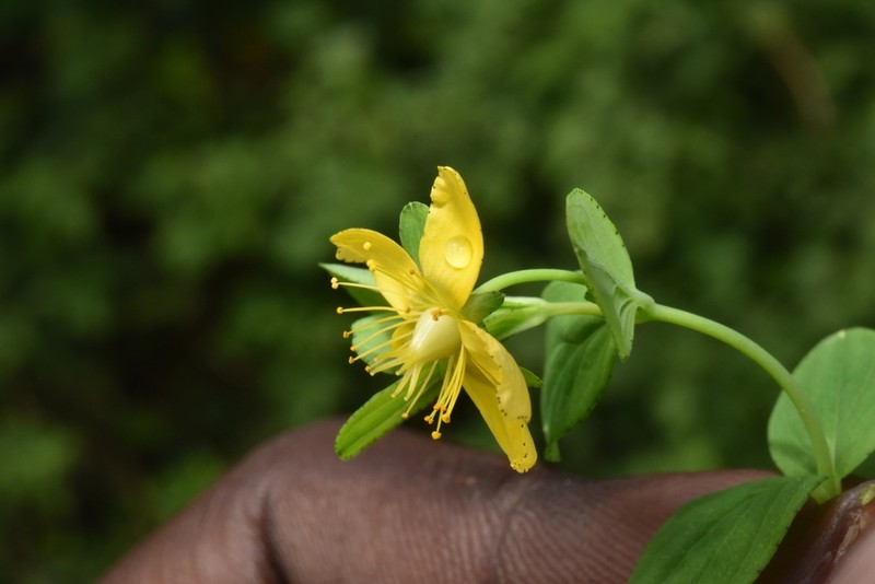 Hypericum humbertii