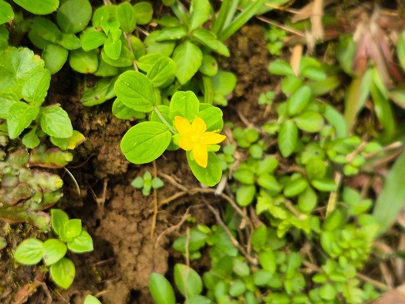 Hypericum humbertii photo 2