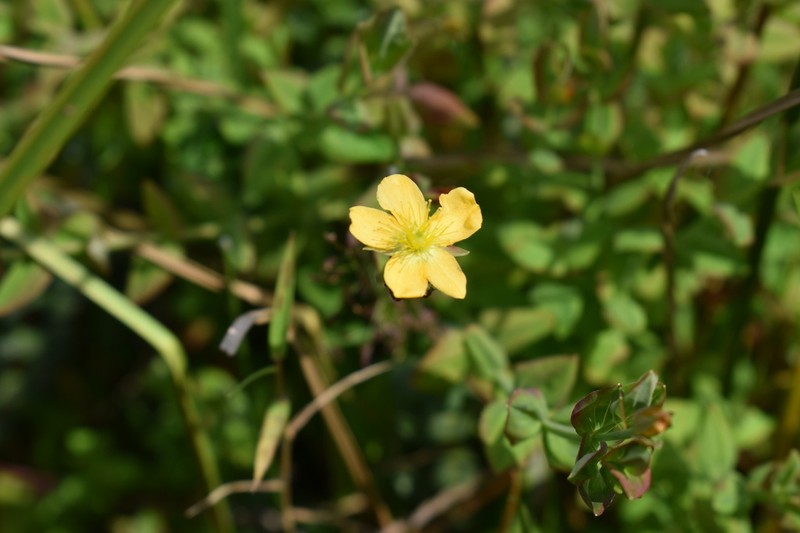 Hypericum humbertii photo 3