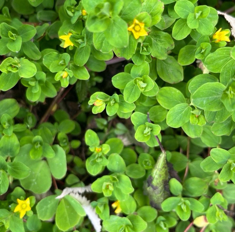 Hypericum humbertii photo 4