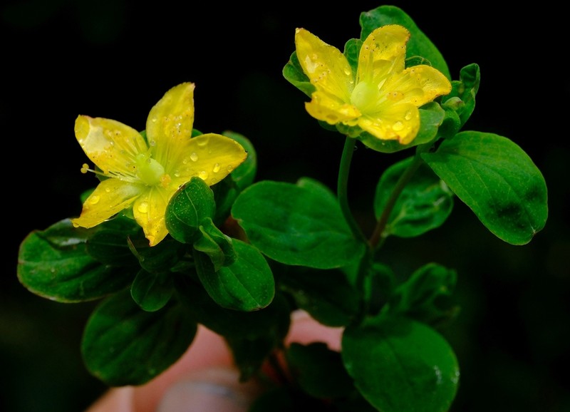 Hypericum humbertii photo 5