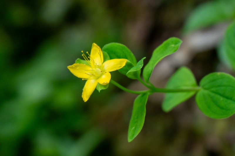 Hypericum humbertii photo 6