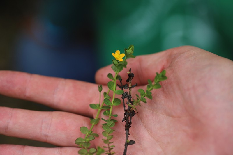 Hypericum humbertii photo 7