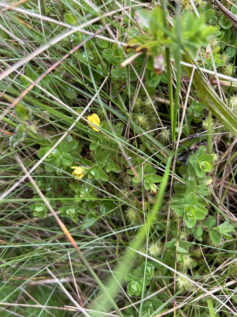 Hypericum humbertii photo 8