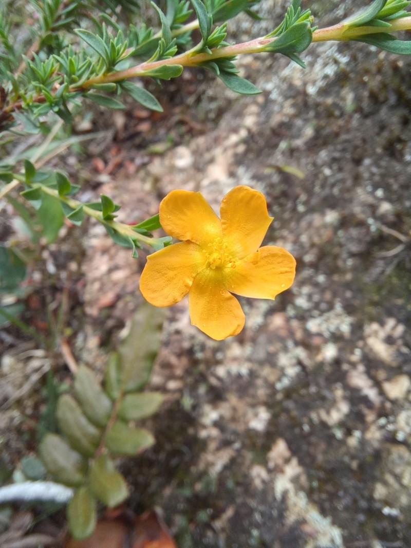 Hypericum humboldtianum