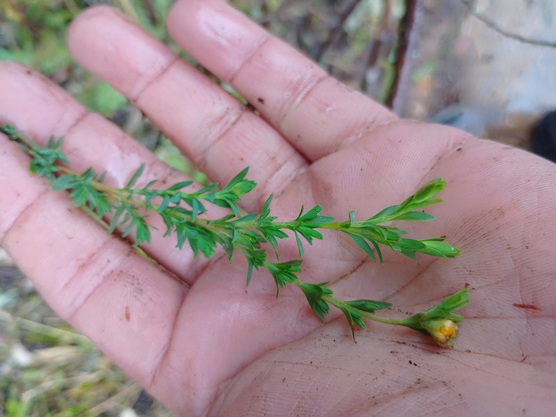 Hypericum humboldtianum photo 2