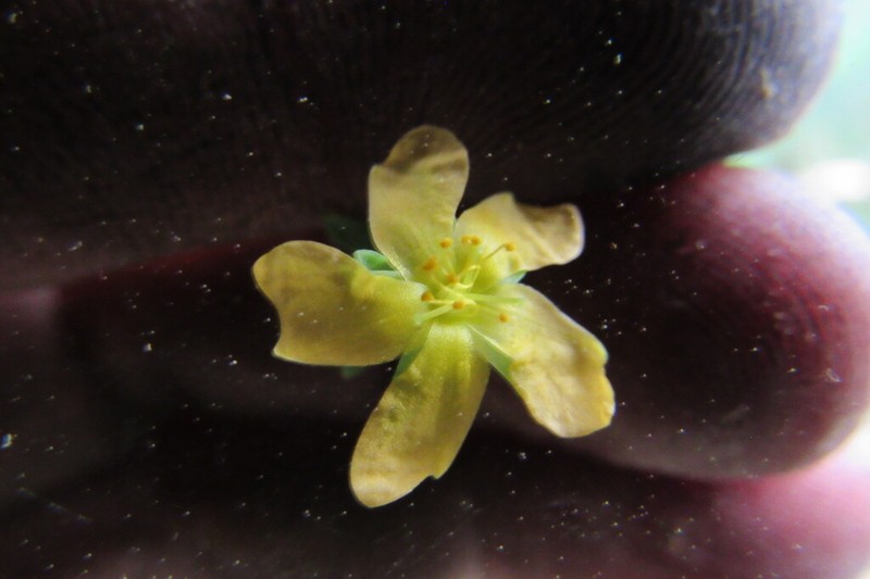 Hypericum humboldtianum photo 3