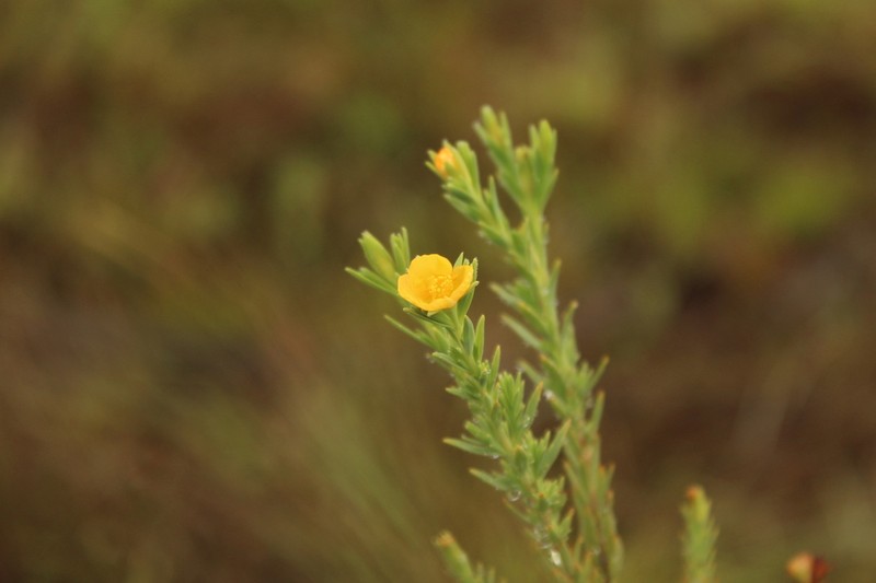 Hypericum humboldtianum photo 4