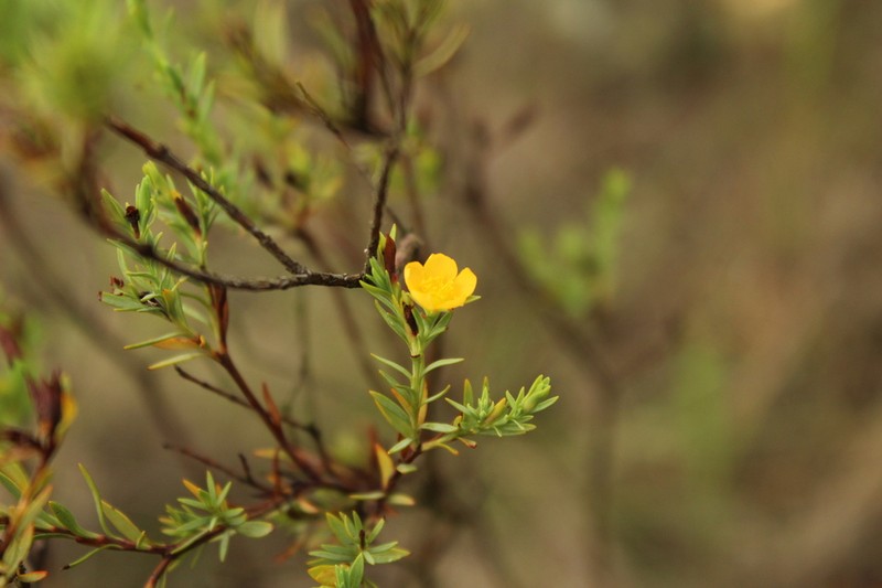 Hypericum humboldtianum photo 5