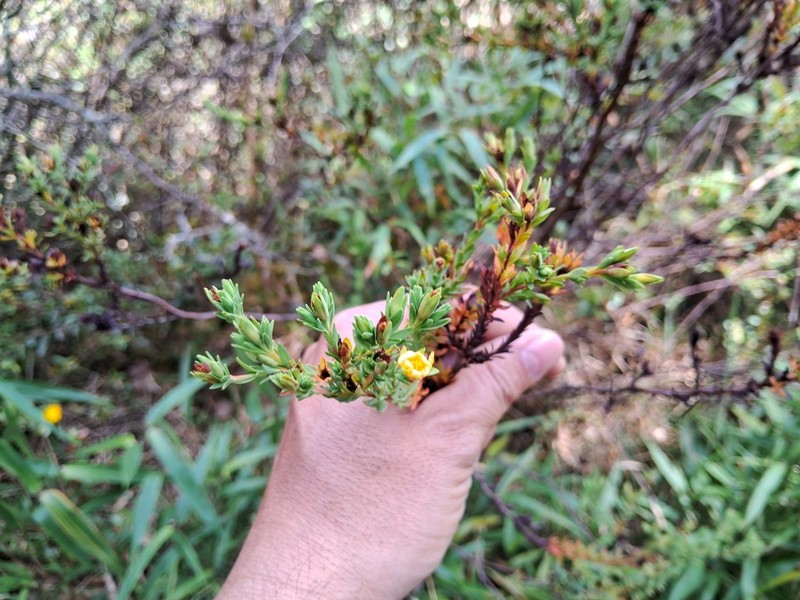 Hypericum humboldtianum photo 6