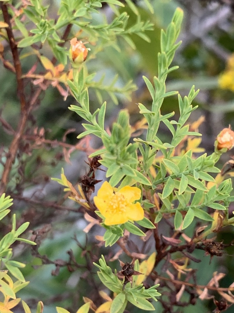 Hypericum humboldtianum photo 7