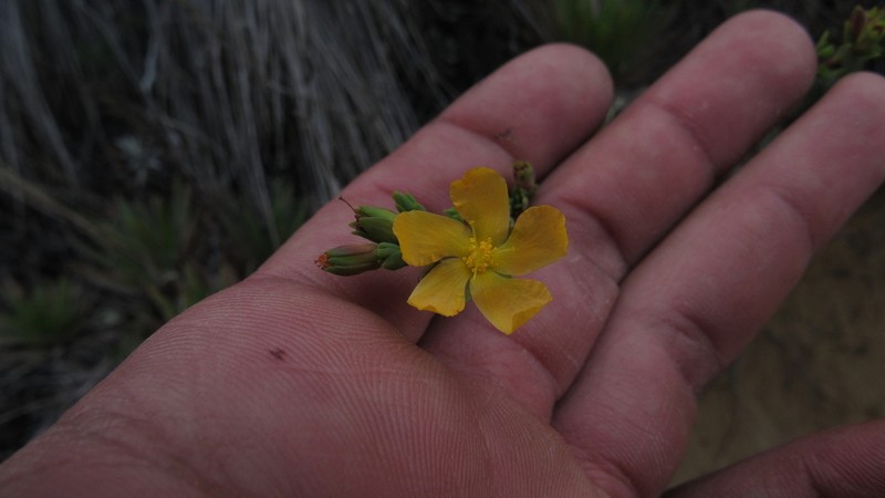 Hypericum humboldtianum photo 8