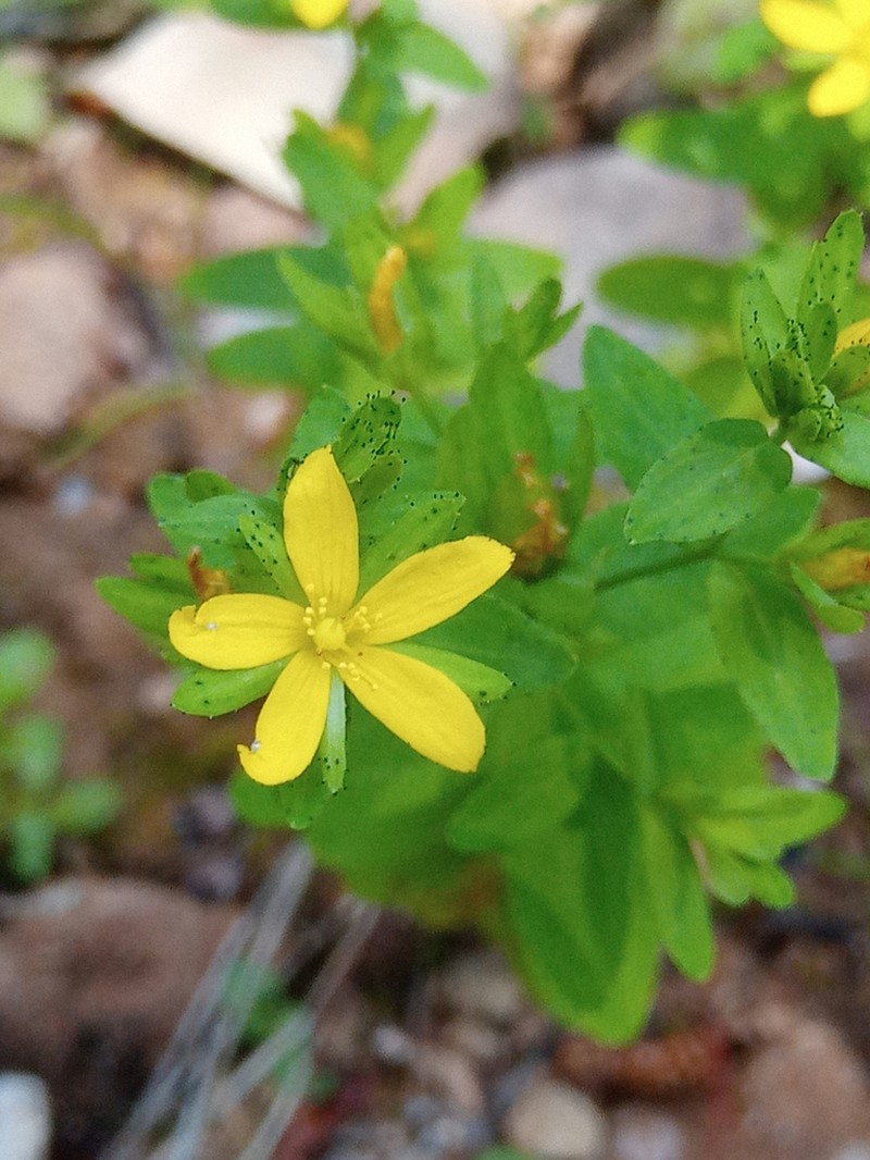 Trailing St. Johnswort photo 3