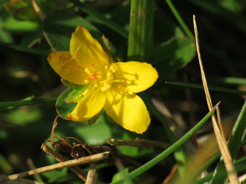 Trailing St. Johnswort photo 4