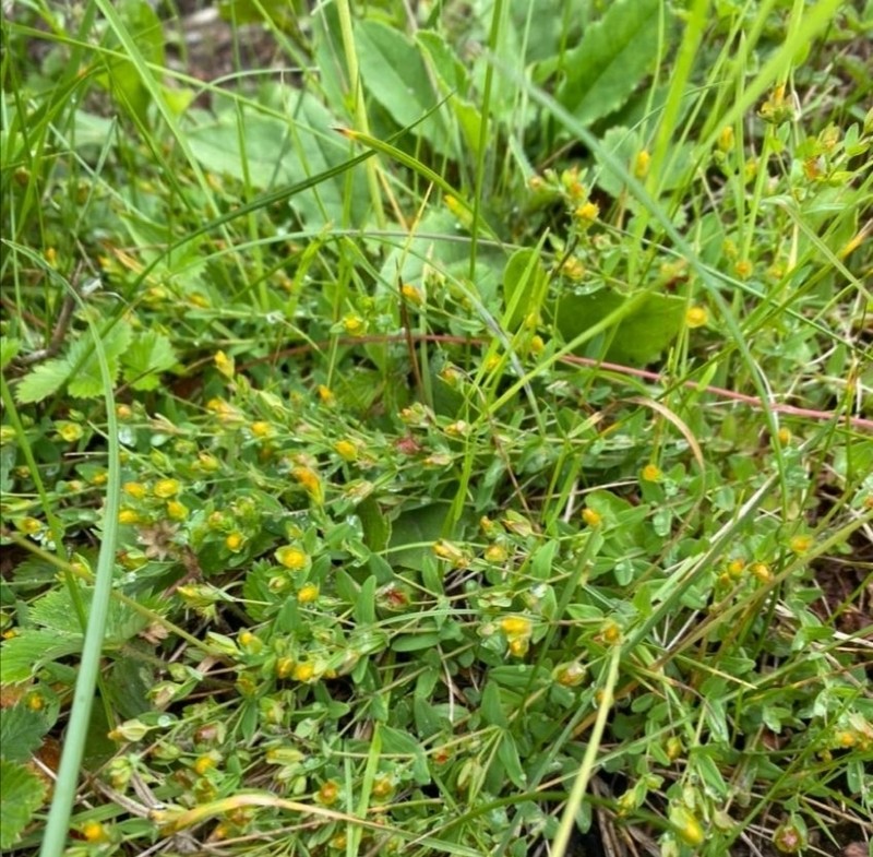 Trailing St. Johnswort photo 5