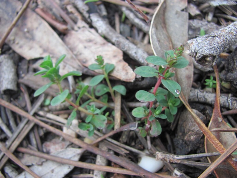 Trailing St. Johnswort photo 6
